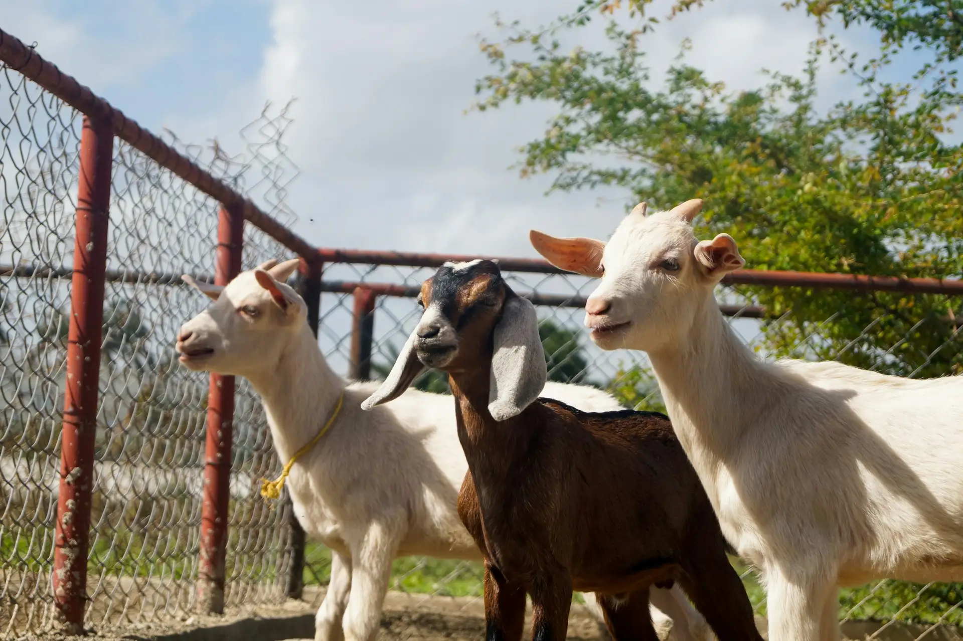 Goat Rearing